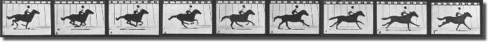 Horse in gallop